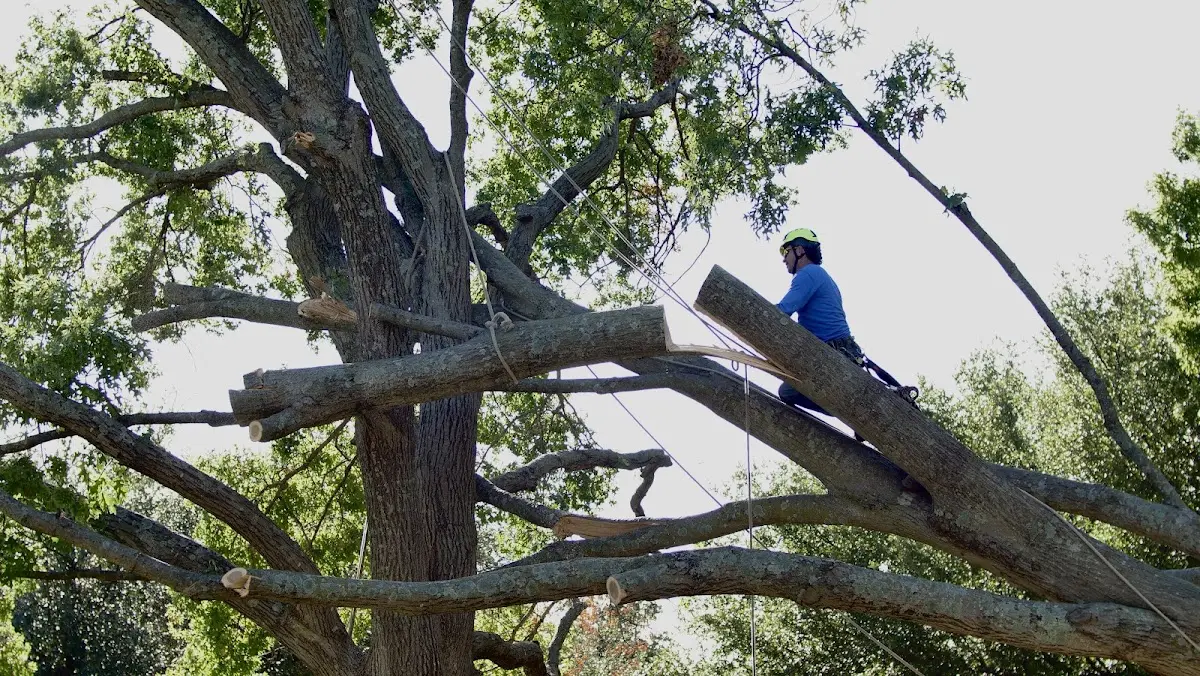 Professional Crown Thinning performed by certified arborists in Sioux Falls
